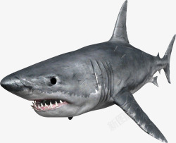 黑色鲨鱼有疤痕的凶猛灰色鲨鱼高清图片