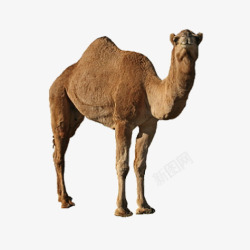 黄色生物动物骆驼高清图片
