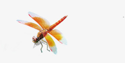 创意蜻蜓黄色蜻蜓美景创意高清图片