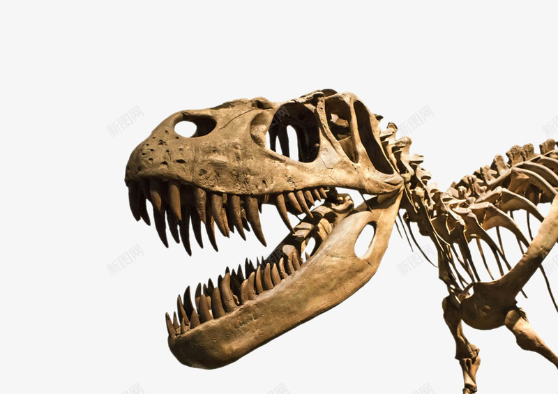 恐龙化石png免抠素材_新图网 https://ixintu.com 化石 恐龙 恐龙化石 远古动物 骨头 骨架 骨骼