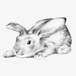 大耳朵兔兔素材