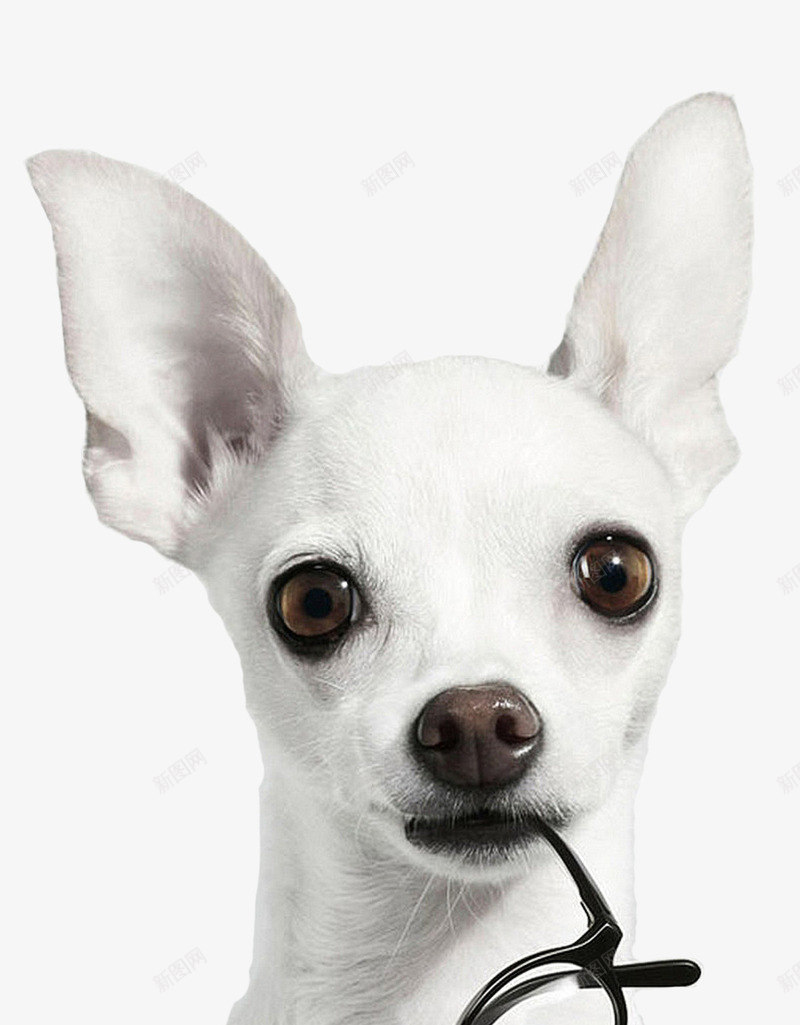 叼着眼镜的吉娃娃png免抠素材_新图网 https://ixintu.com 宠物狗 摄影艺术 时尚眼镜框 纯白色吉娃娃