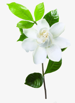小白花背景植物小清新树叶白花高清图片