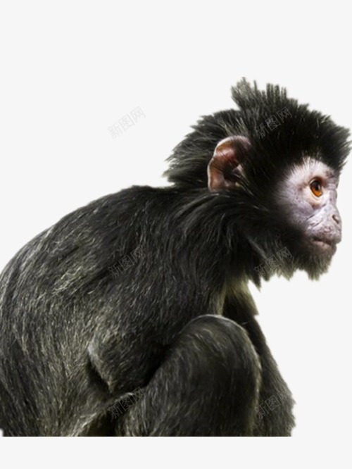 黑色的猩猩png免抠素材_新图网 https://ixintu.com 产品实物 好看的猩猩 聪明的猩猩 黑猩猩