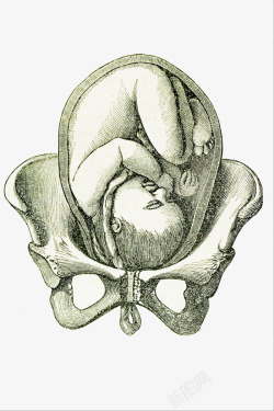 子宫里的胎儿素材