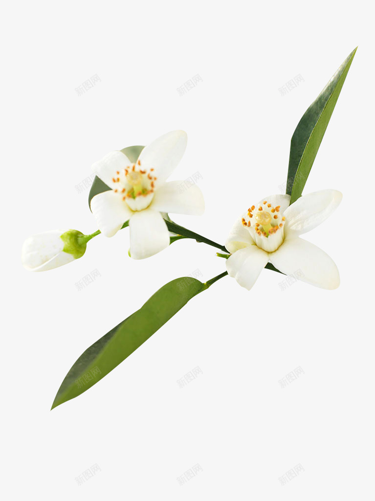 橙花白色花朵png免抠素材_新图网 https://ixintu.com 橙花 白色 花朵