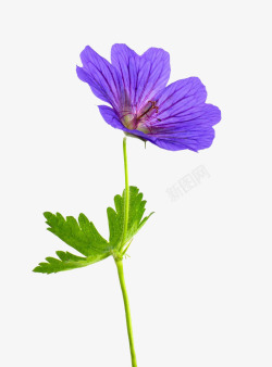 花卉自然背景一朵天竺葵高清图片