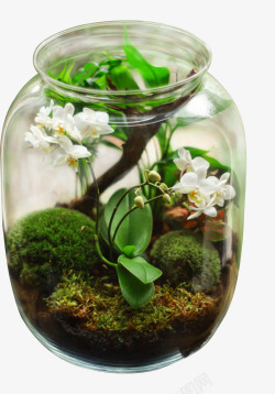 玻璃罐子春天绿色植物玻璃罐子微景观高清图片