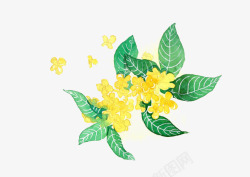 水彩桂花素材手绘花卉高清图片
