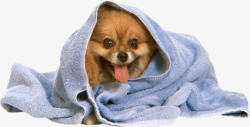 毛巾中的小狗素材