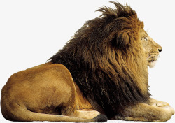 镫霸气的狮子高清图片