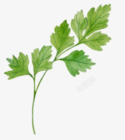 手绘菜叶绿色手绘香菜叶植物高清图片