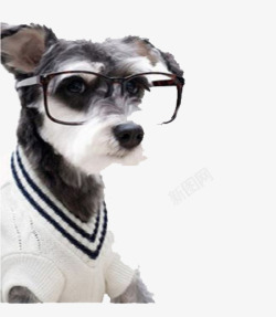 戴眼镜的宠物犬素材