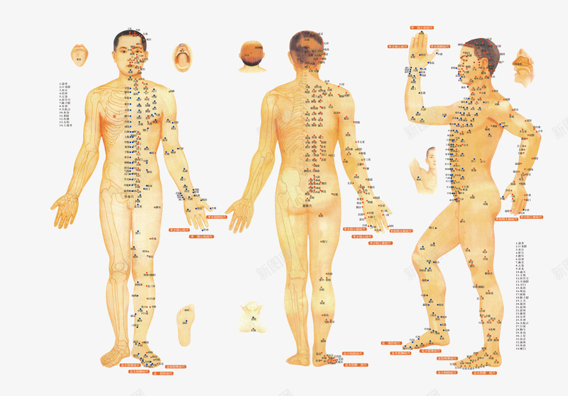 人体穴位png免抠素材_新图网 https://ixintu.com 中医 人体构造 人体穴位 明点