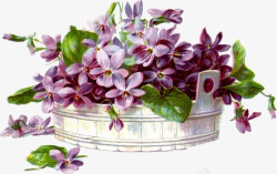 手绘紫色花朵木板花篮素材