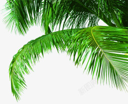 伸展伸展的椰子树叶高清图片