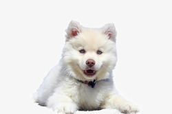 白色小狗狗白色毛茸茸的小狗狗高清图片