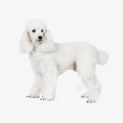 贵宾犬手绘白色卷毛狗高清图片
