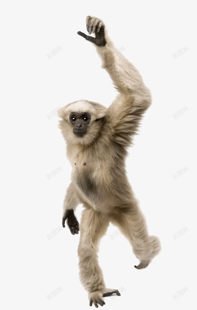 举手的猿猴png免抠素材_新图网 https://ixintu.com 举手 动物 猩猩 猴子 猿猴 高举手臂