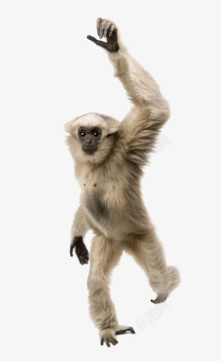 猿举手的猿猴高清图片