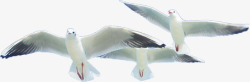 成群海鸥创意成群结伴的海鸥高清图片