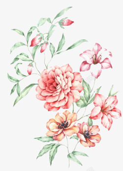 纯粉色底粉色手绘的牡丹花高清图片