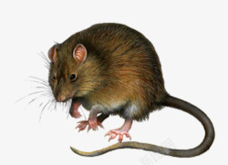 灰棕色格子窗长尾巴老鼠高清图片