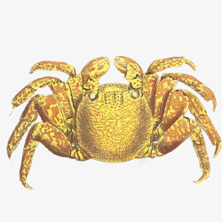 黄色毛蟹黄色螃蟹手绘画片高清图片