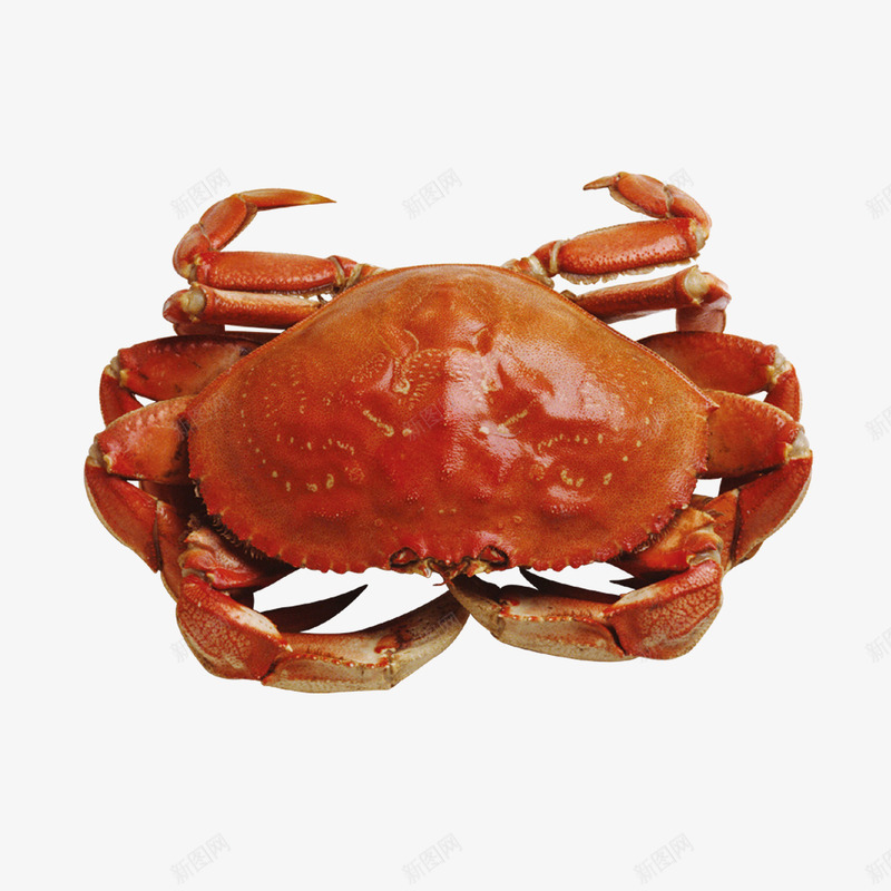 美食螃蟹png免抠素材_新图网 https://ixintu.com 海鲜 美食 螃蟹 食物 餐饮