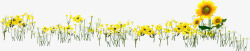 手绘黄色春季向日葵素材