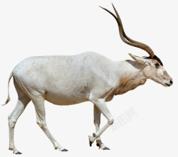 常见高原动物珍稀动物藏羚羊高清图片