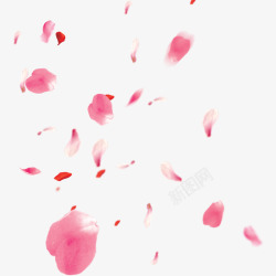 爱心樱花漂浮的樱花花瓣高清图片