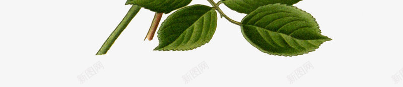 文艺清新花草海报装饰png免抠素材_新图网 https://ixintu.com 小清新花草装饰 文艺花草PPT制作 植物插画 海报设计 花草包装礼盒 花草插画 花草装饰