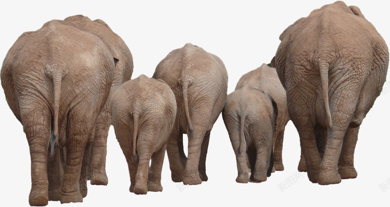 和睦的非洲象家族png免抠素材_新图网 https://ixintu.com 动物素材 和睦的风格 大象家族 非洲象素材
