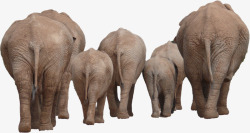 大象家族和睦的非洲象家族高清图片