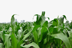 杂粮玉米糁绿色玉米田高清图片