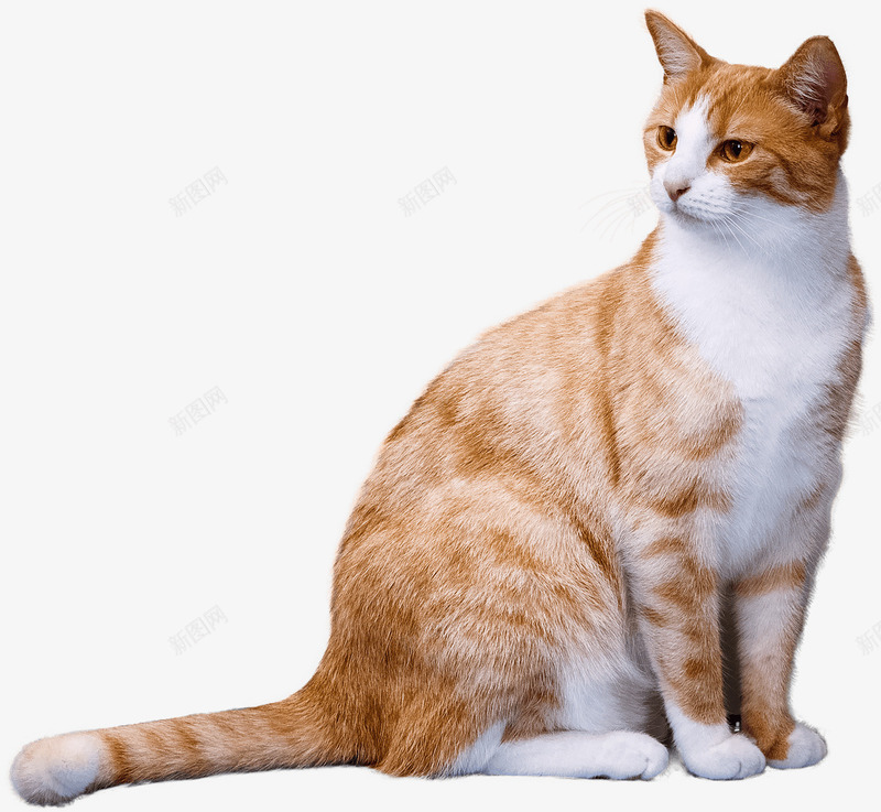 胖胖的橘猫png免抠素材_新图网 https://ixintu.com 动物 动物世界 动物园 实物 橘猫 猫咪 猫尾 生物 萌宠
