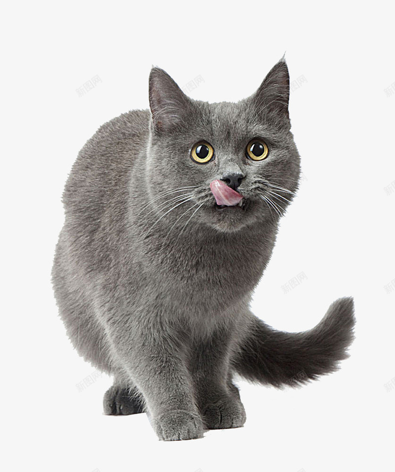 灰色猫咪png免抠素材_新图网 https://ixintu.com 动物 宠物 灰色 猫咪