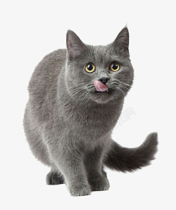 灰色猫咪高清图片