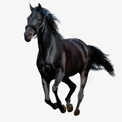 黑色马素材奔跑的黑马高清图片
