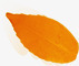 黄色秋季漂浮树叶素材