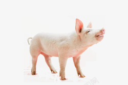 猪仔开心的小猪高清图片