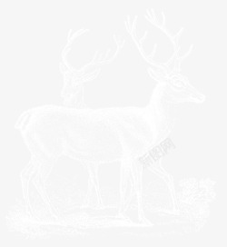 圣诞海冬天冰雕麋鹿高清图片