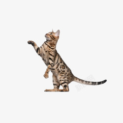 喵咪站起来的豹纹猫高清图片