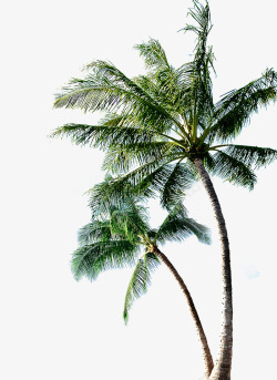 创意椰子树创意合成椰子树高清图片