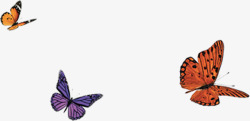 春季彩色纹理蝴蝶装饰素材