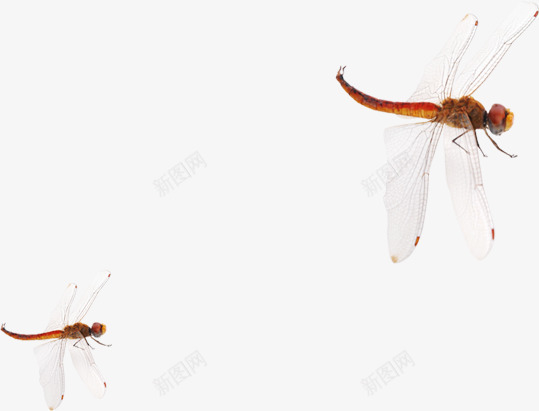 飞翔的一对蜻蜓png免抠素材_新图网 https://ixintu.com 一对 素材 蜻蜓 飞翔