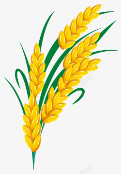 金黄色水稻水稻元素高清图片
