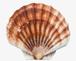 硬壳类生物贝壳高清图片