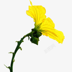 亭亭玉立的黄色丝瓜花绽放的黄色丝瓜花高清图片